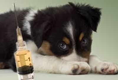 Hromadné očkování psů proti vzteklině