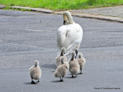 Dobrodružný život labutí rodinky na Zámeckém rybníku