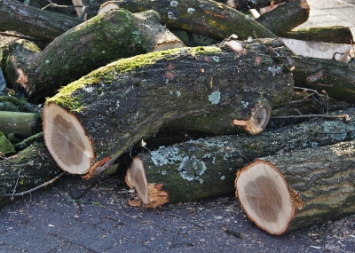 Odbor životního prostředí radí, kdy a za jakých podmínek je možné pokácet dřeviny