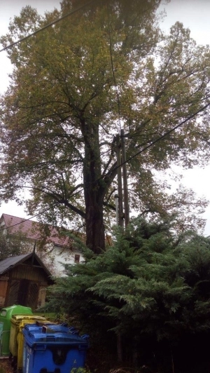 Lípa v Březinách se bude kvůli bezpečnosti kácet