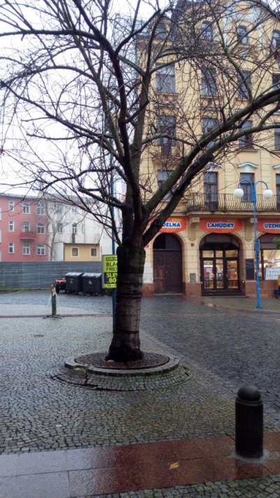 Třešeň na Masarykově náměstí musí být pokácena