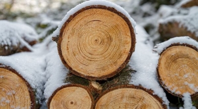AKTUALIZUJEME: V několika lokalitách města proběhne kácení stromů