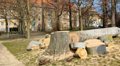 Buk na Smetanově nábřeží byl ve špatném stavu, místo něj bude vysazený javor
