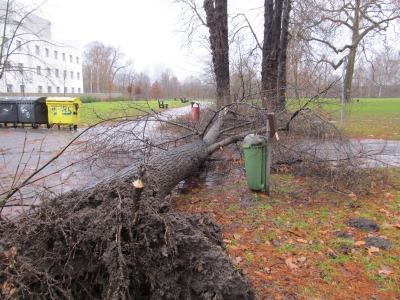 Na Mariánské louce spadl strom